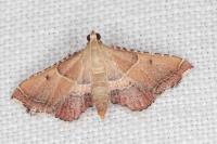 Endotricha flammealis