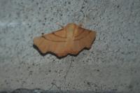 Ennomos erosaria