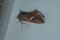 Macdunnoughia confusa