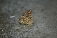 Chiasmia clathrata