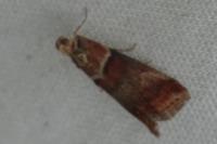 Acrobasis repandana