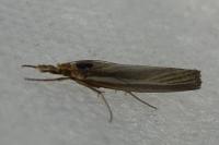 Agriphila tristella