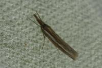 Agriphila tristella