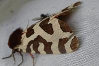 Arctia caja