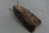 Caradrina clavipalpis