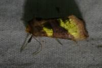 Diachrysia chrysitis