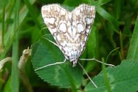 Elophila nymphaeata