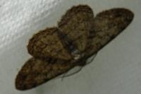 Hypomecis roboraria