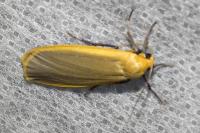 Katha depressa