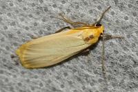 Katha depressa