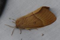 Lasiocampa quercus quercus