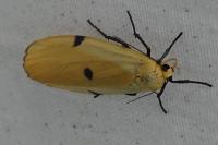 Lithosia quadra