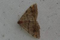 Macaria liturata