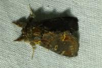 Notodonta dromedarius