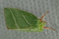 Pseudoips prasinanus