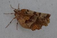 Selenia dentaria