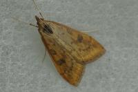 Udea ferrugalis