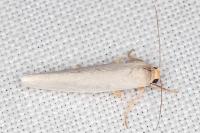 Indalia uniola