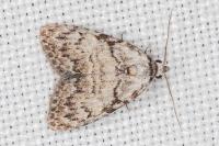 Meganola strigula