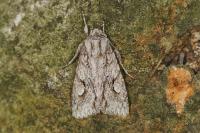 Meganephria bimaculosa