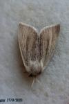 Sedina buettneri