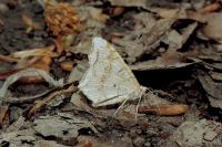 Macaria notata