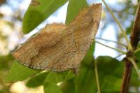 Camptogramma bilineata