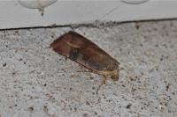 Noctua janthe/janthina