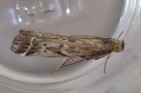 Pempeliella ornatella