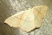 Cyclophora punctaria