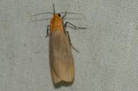 Lithosia quadra