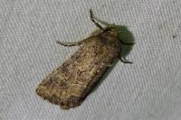 Luperina testacea