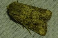 Luperina testacea