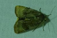 Noctua janthe/janthina