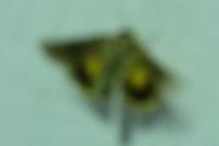 Noctua janthe/janthina