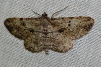 Peribatodes rhomboidaria rhomboidaria
