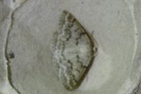 Pseudoterpna coronillaria
