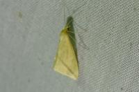 Rhodometra sacraria