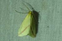 Rhodometra sacraria
