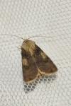 Agrotis puta