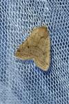 Propenistra laevis