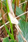 Rhodometra sacraria