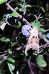Phlogophora meticulosa