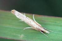 Pediasia contaminella