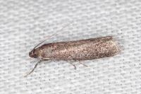 Ephestia woodiella
