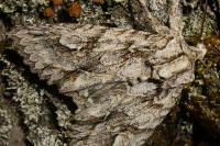 Meganephria bimaculosa