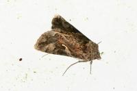 Autographa gamma