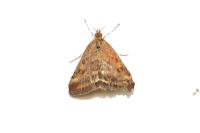 Pyrausta despicata