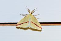 Rhodometra sacraria