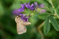 Helicoverpa armigera